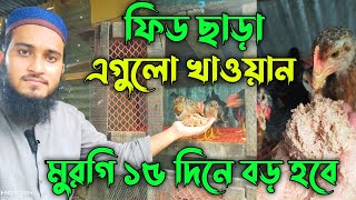 ফিড ছাড়া এগুলো খাওয়ান বাচ্চা দ্রুত বড় হবে🔥 Desi Murgi Palan  মুরগি পালন  দেশি মুরগি পালন পদ্ধতি [upl. by Hairej]