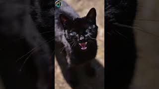 Angry Cat Sounds 😾😾 catsounds shorts shortfeed [upl. by Acimad]