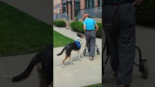 Training a SDIT to focus on handler around other dogs dogtrainer servicedog [upl. by Thorr]