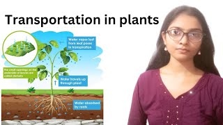 Transportation in plants Life Processes Class 10th Biology [upl. by Redneval473]