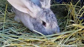 Flemish Giant Rabbit Building a Nest [upl. by Barty94]