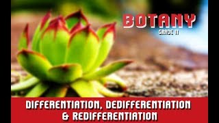 Differentiation Dedifferentiation amp Redifferentiation  Section 4 [upl. by Shifra]