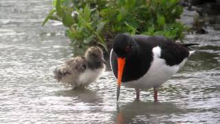 Oystercatcher and chick  WWT Slimbridge [upl. by Steven]