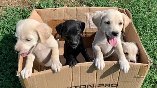 Puppies separated from their mother and abandoned by the dumpster [upl. by Anura]