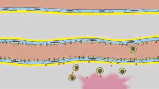 3 7 Leukocyte Rolling [upl. by Uis]