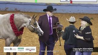 Select 2YearOld Stallions  2024 AQHA World Championship Show [upl. by Adebayo]