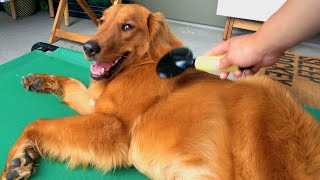 Red Golden Retriever Puppy🐶 Loves Being Brushed  8 Month Old🍉 [upl. by Hanala326]