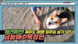 여행일기애견동반 제주도 여행 일주일 살기 5편금능해수욕장 [upl. by Enila]