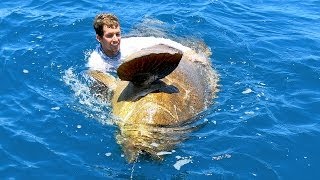 Enormous Goliath Grouper caught using a Handline [upl. by Atahs]