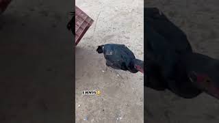 Growth video of black male rooster from 2 to 1 year [upl. by Ynotna]