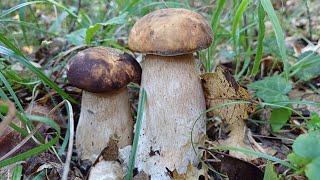 PORCINI AEREUS  AESTIVALIS ED OVOLI NELLA MACCHIA‼️ 🍄‍🟫🤙 [upl. by Suilenroc]