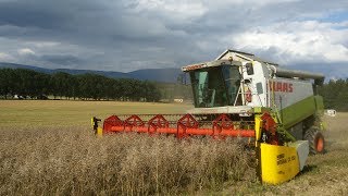 Žně 2017  řepka  Claas Lexion 440 [upl. by Coughlin]