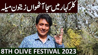 Olive Festival 2023  Kallar KaharPunjab Pakistan  September 2023 [upl. by Collins]