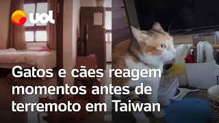 Taiwan Gatos e cães reagem ao terremoto momentos antes do tremor começar veja vídeos [upl. by Cyrie736]