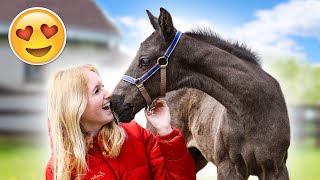 Ik ben GEVALLEN van MIJN PAARD 😳  VEULEN GEBOREN op STAL 😍 Vlog 113 [upl. by Leipzig]