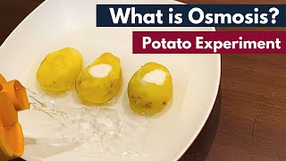 Osmosis What is Osmosis  Definition  Osmosis using Potato  Biology [upl. by Anerok148]