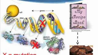 Genes DNA and mutations About whole genome sequencing [upl. by Nuarb]