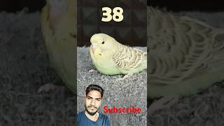 Budgerigar birds baby 1 to 38 day growth stagesbirdsshortvideoviralshorts [upl. by Snowber]