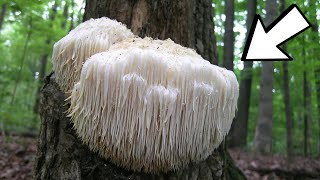 MOST WEIRD TYPES OF FUNGUS [upl. by Jill]