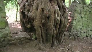 Magnificent Ancient Yew Taxus baccata  Astride a boundary wall in Leigh Woods Bristol UK [upl. by Atirihs]