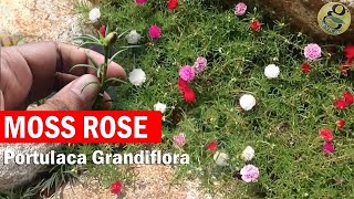 Portulaca grandiflora  How to Grow Moss rose Rose moss Button Rose  Seeds Care and Propagation [upl. by Adella948]