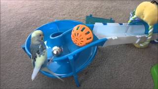 Different techniques that a budgie uses to retrieve his toy [upl. by Lentha]