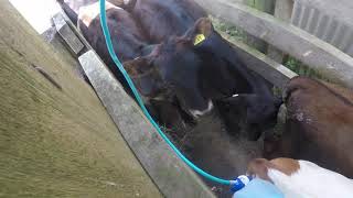 Injecting The Calves With B12 Copper And Drenching Them For Worms [upl. by Kurt]