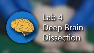 Lab 4 Basal Ganglia Thalamus amp Hippocampus Sheep Brain Dissection 4K ULTRA HD REUPLOAD [upl. by Adnesor969]