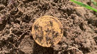 Metal detecting discovery UK A gold half sovereign 1880 Sydney mint Australia [upl. by Husain]