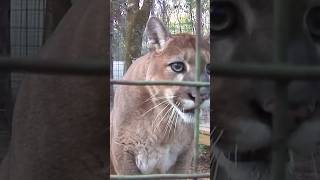 Can cougars purr shortvideos viralvideos shortsviral animals [upl. by Deevan905]