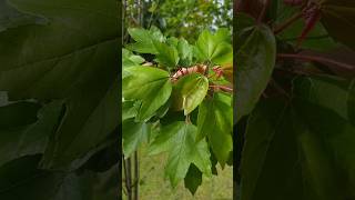 Acer Rubrum var Drummondii Red Maple nature primavera jardim bordo maple mapletree [upl. by Duahsar]