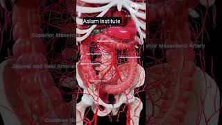 Digestive Health The Large Intestine Abdominal Arteries  shorts short viral viralvideo [upl. by Laehctim285]