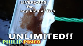 HOW TO CULTURE DAPHNIA using RICE WATER😱DAPHNIA FARM ni FISHKADAUNLIMITED LIVEFOODS for GUPPY FISH [upl. by Trinette]