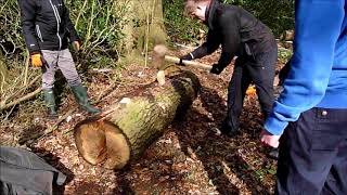 Splitting an Oak log with wedges [upl. by Adnahc]