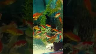 Goldfish  Fantail Gold fish  fish aquarium goldfish fishing guppy orandafish petfish pet [upl. by Hapte]