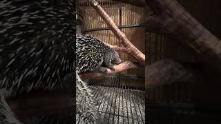 WelcomeEmmylou Harris prehensile tailed porcupine ￼ [upl. by Reddin]