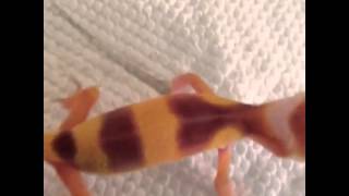 Leopard gecko scream [upl. by Edya257]