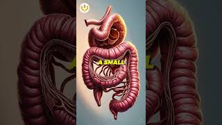 🚨 Why IBS Causes Frequent Bathroom Trips  Vata amp Intestinal Health frequenturination [upl. by Enaxor]