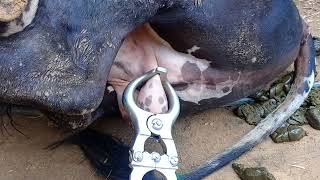 Bull Castration by close method By Burdizzo castrator [upl. by Airekahs]