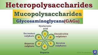 6 Heteropolysaccharides Glycosaminoglycans Carbohydrates Chemistry  Biochemistry [upl. by Yttam]