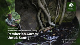 Pemberian Garam Untuk Santigi by Dzagat Insan Bonsai [upl. by Rorrys]