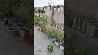 Vertical garden vertical gardening terrace plants garden [upl. by Volkan178]