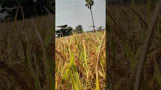 Paddy harvesting paddy agricultureandtravelsvolgs harvester [upl. by Eterg]