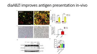 DiaBZl stimulates NYESO1 antigen expression invivo Code 706 [upl. by Wilhelmina]