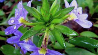 Gardening Edible Plants  How to Grow Scaevola [upl. by Ydolem203]