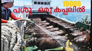 Cattle carrier Ship19000 പശുക്കളെ കൊണ്ട് വന്ന കപ്പൽ കേറി കാണാൻ അവസരം തന്നപ്പോൾ 🥰rashikthesailor [upl. by Scott]