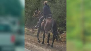 Woman saddles horse to beat traffic on her way to Fryeburg Fair harness race [upl. by Senaj]