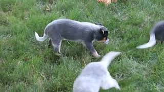 Blue Heeler Puppies For Sale [upl. by Giraud]