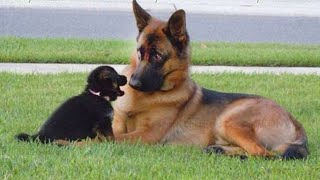 Funny GERMAN SHEPHERDS are here to make you LAUGH [upl. by Burny]