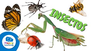 Datos interesantes sobre los insectos  Happy Learning 🐞🪲🐝🕸️ [upl. by Mccarthy]